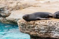 Black seal sleeping on rock next to a aquarium Royalty Free Stock Photo