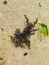 Black seaweed on beach sand. Biota life on the beach.