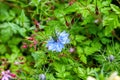 Black seed, Nigella Sativa plant, blue flower. Royalty Free Stock Photo