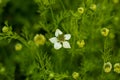 Black seeds called nigella sativa originate that also herbal medicine Royalty Free Stock Photo