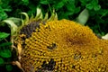 Black seeds in sunflower. Green grass. Wilted leaves Royalty Free Stock Photo