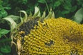 Black seeds in sunflower. Green grass. Wilted leaves Royalty Free Stock Photo