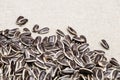 Black seeds with white strip. Dry sunflower seeds close up on sackcloth with copy space. Royalty Free Stock Photo