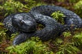 Black Serpent Lying in Lush Green Forest Ferns, Wildlife Snake in Natural Habitat Royalty Free Stock Photo