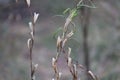 Black Sesame Plant In Nature.The complete growth of the sesame plant.white and Black Sesame Plant In Nature