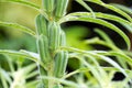 Black sesame plant in nature