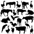 Black set silhouettes zoo animals collection on Royalty Free Stock Photo