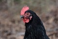 Black Sexlink Hen Stock Photo by ZDS Royalty Free Stock Photo