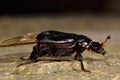 Black sexton beetle (Nicrophorus humator) with phoretic mites