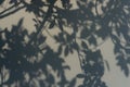 Black shadow and shading of leaf and twig from tree branches on grey color concrete wall