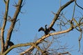 Black shag sitting in a tree with spread wings - Phalacrocorax carbo