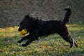 A black shaggy bearded mongrel puppy plays with a ball in a spring park on a sunny day. The dog walks in a green clearing and has Royalty Free Stock Photo