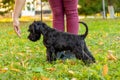 A black shaggy dog breed giant schnauzer in the park looks at the owner`s hand during training Royalty Free Stock Photo