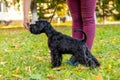 A black shaggy dog of the Giant Schnauzer breed takes food from the owner`s hand Royalty Free Stock Photo