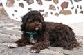 Black shaggy dog lying at the street Royalty Free Stock Photo