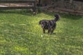Black Shaggy Dog Runs, Sticking Out His Tongue