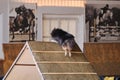 Black shaggy sheltie climbs special slide for training dogs. Rear view of tail and ass. Shetland Shepherd Dog. Agility