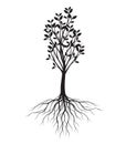 Black shape of Tree with Leaves and Roots. Vector outline Illustration. Plant in Garden Royalty Free Stock Photo