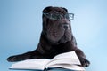 Black shar-pei dog with glasses reading book Royalty Free Stock Photo