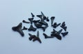 Black shark teeth fossils on white background Royalty Free Stock Photo