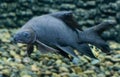 Black sharkminnow Common names species, Freshwater fish Royalty Free Stock Photo