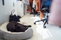 Black Sharpei Puppy Lying On Bed Next To Desk In Office Whilst Owner Works