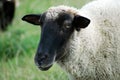 Black sheep Royalty Free Stock Photo