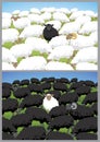 Black Sheep