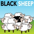 Black Sheep Royalty Free Stock Photo