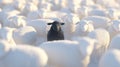A black sheep cartoon among white sheep. Royalty Free Stock Photo