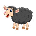 Black sheep Cute smilng funny sweet lamb. Smiling happy character of animal in cartoon style for design Royalty Free Stock Photo