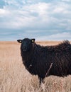 Black sheep in Denmark Royalty Free Stock Photo