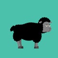 Black Sheep farm animal. dark ewe on white background Royalty Free Stock Photo