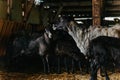 Black sheep flock in a pen on a farm Royalty Free Stock Photo