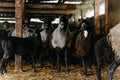 Black sheep flock in a pen on a farm Royalty Free Stock Photo
