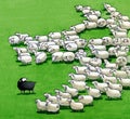 Black sheep in the flock