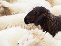 Black sheep in the flock of white sheeps Royalty Free Stock Photo