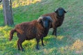 Black sheep on a grassy hill Royalty Free Stock Photo