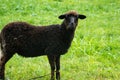 black sheep grazes on a green lawn