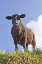 Sheep in South Tyrol