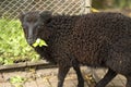 Black sheep grazing on a green alpine meadow. green grass field on a farm Royalty Free Stock Photo