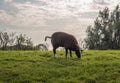 Black sheep grazing on top of a dike Royalty Free Stock Photo