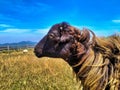 black sheep head at malino highland farm