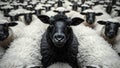 The Black Sheep In The Herd Of White Sheep Royalty Free Stock Photo