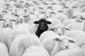 The black sheep in the herd white sheeps Royalty Free Stock Photo