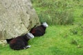 Black sheep at the Honister Pass Royalty Free Stock Photo