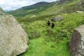 Black sheep at the Honister Pass Royalty Free Stock Photo