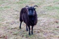 Black Sheep Horns in a field