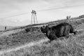 Black sheep with horns grazing on summer hills monochrome. Black lamb with long wool running in filed. Pasture background. Royalty Free Stock Photo