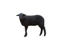 Black sheep isolated on white background Royalty Free Stock Photo